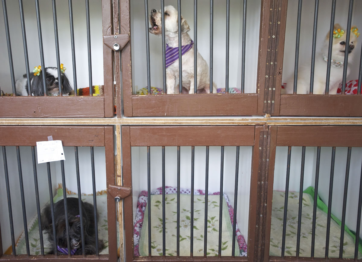 Even a fashionable purple scarf and new haircut isn't enough to quell one dog's case of jailhouse blues, center, as it howls from behind bars next to other pets waiting for their owners Monday at Franko's Dog and Cat Grooming. Franko's, 2704 E. Evergreen Blvd., celebrates its 30th anniversary this November. The family run business was started by Eileen Davis.