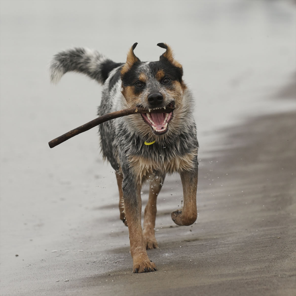 This image of Columbian photographer Steve Lane's dog Cooper, an Australian cattle dog mix, is an example of a photo that could make it on the cover of a homemade calendar. Send your own 2013 calendar's cover photo to stover.harger@columbian.com by Dec.