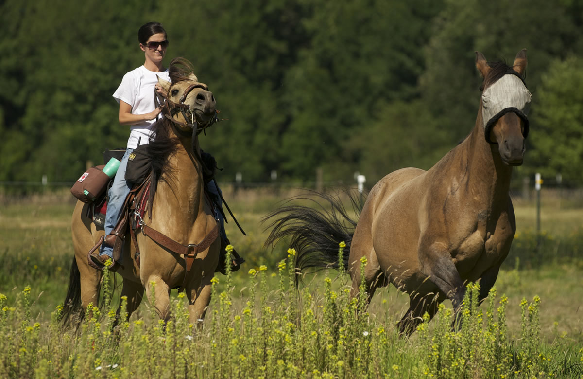 Steven Lane/The Columbian
Mandy Wilson started the Dauntless Equine Response Team in March. The horse she's riding, Sugar, already is certified to go on searches. Her other horse, Fred, is going through the process. Fred is wearing a fly mask while out on the pasture on a hot day.