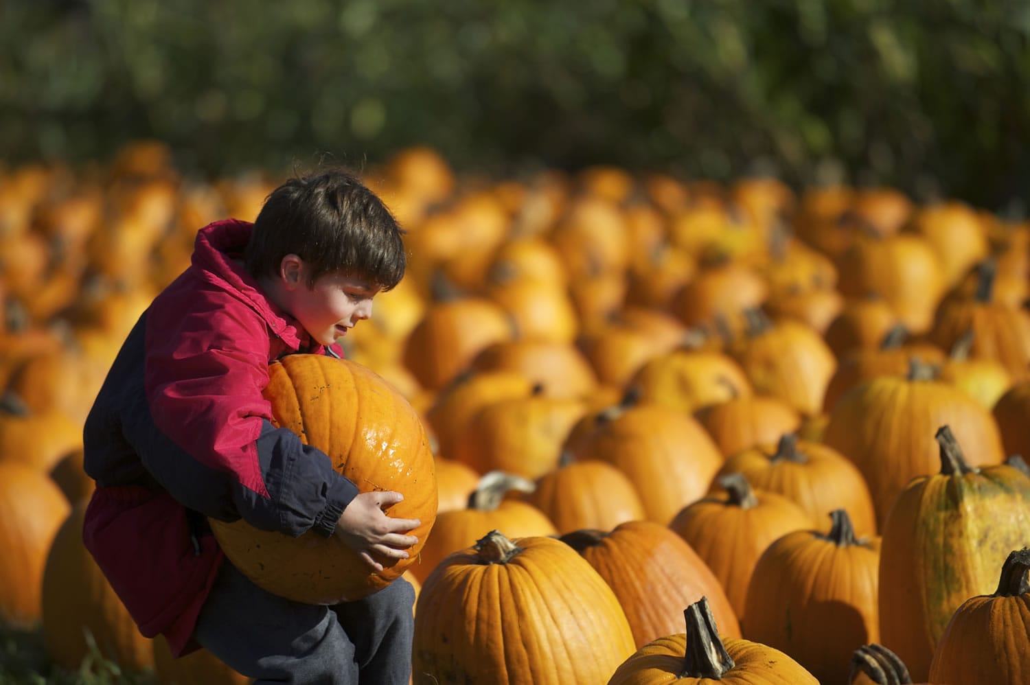 Tiger Wood, of Vancouver, picks out a pumpkin at Joe's Place Farm on Saturday.