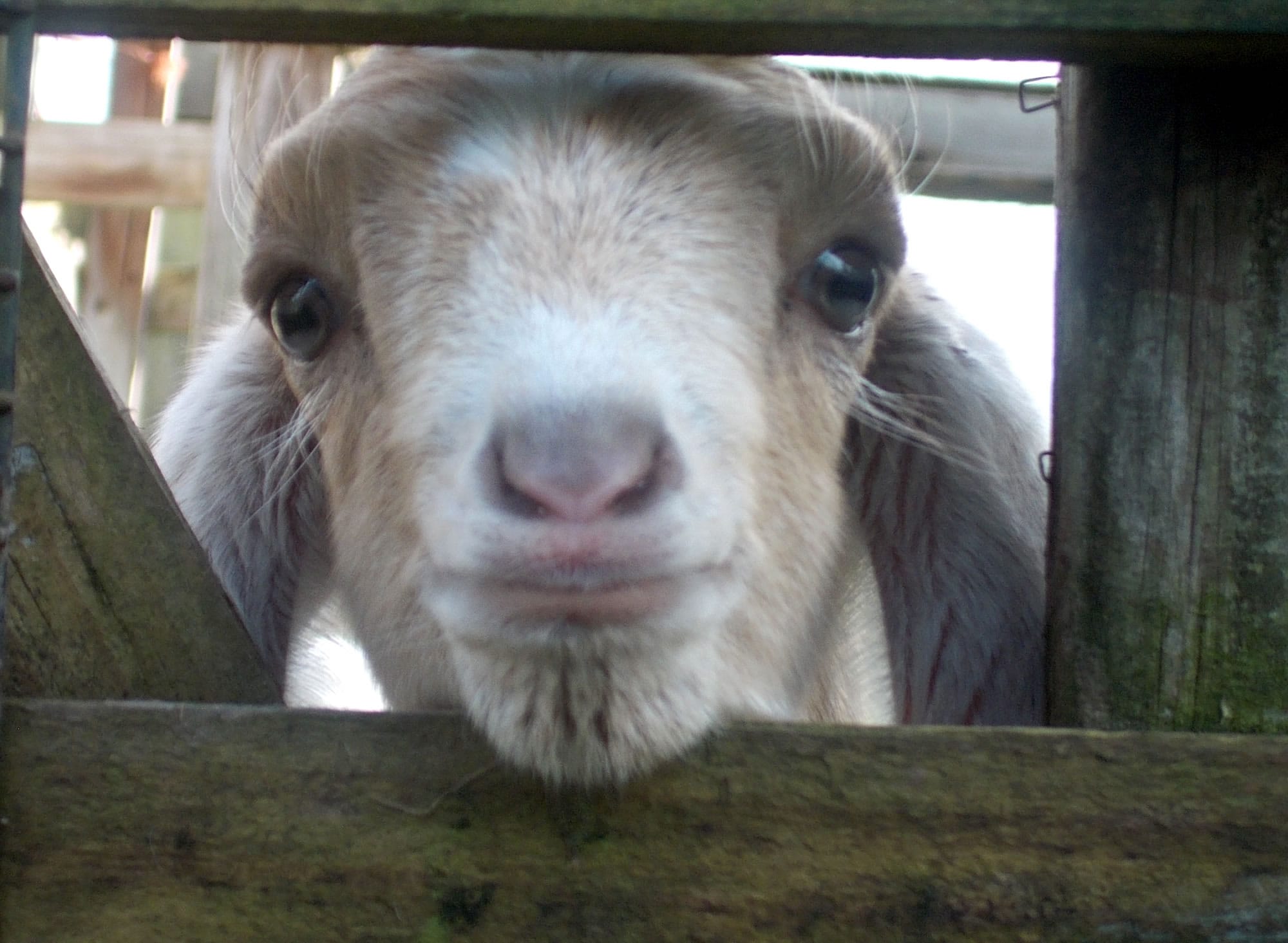 Maple, a goat being raised by Clark County 4-H member Zoey Scott, was one of three that vanished last week.