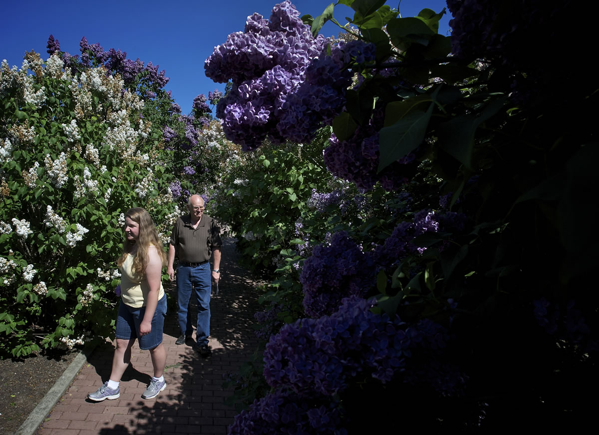 Kendra Woodbury, 22, and her grandfather Arland Sanborn, 71, stroll through the Hulda Klager Lilac Gardens during Lilac Days in Woodland on Sunday. Woodbury, who lives in Enumclaw, is spending a week with her grandparents, who live in  Redmond, Ore.