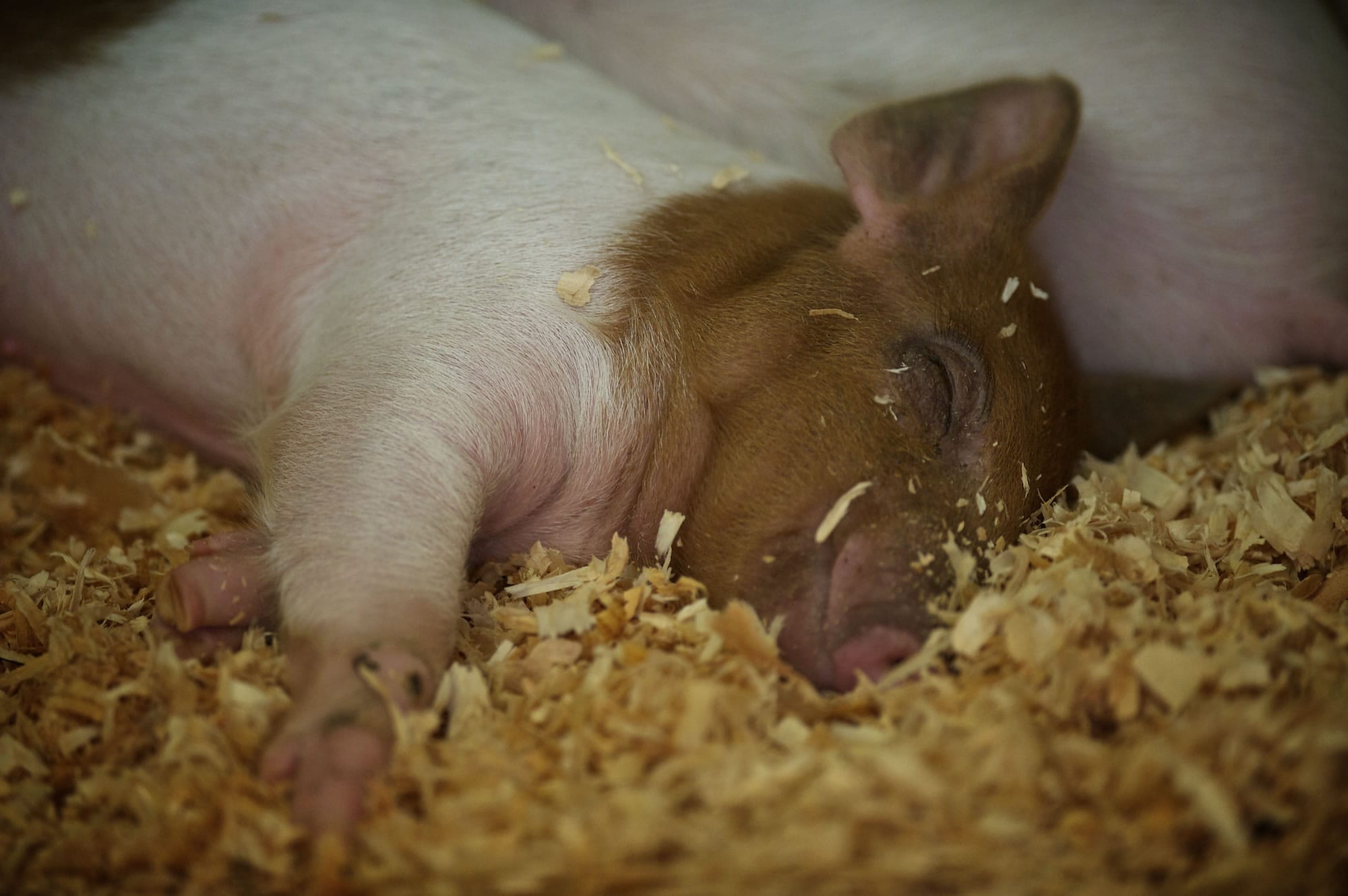 A two-week-old piglet sleeps near its mother on Saturday at the Clark County Fair.