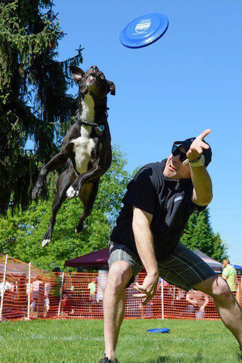 Esther Short: Eddie Allen gives a &quot;disc dogging&quot; demonstration with Nick the Wonder Dog on May 4 at Esther Short Park during the 22nd annual Walk/Run for the Animals, a fundraiser for the Humane Society for Southwest Washington.