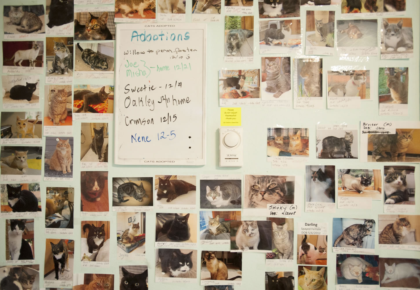 Photos of successfully adopted cats are displayed on a wall at Furry Friends&#039; halfway house.