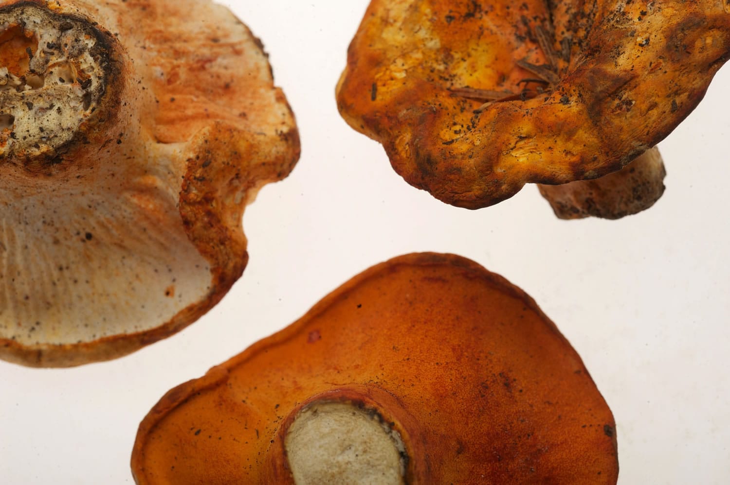 Unusual mushrooms are among the out-of-the-ordinary foods offered at the Vancouver Farmers Market.