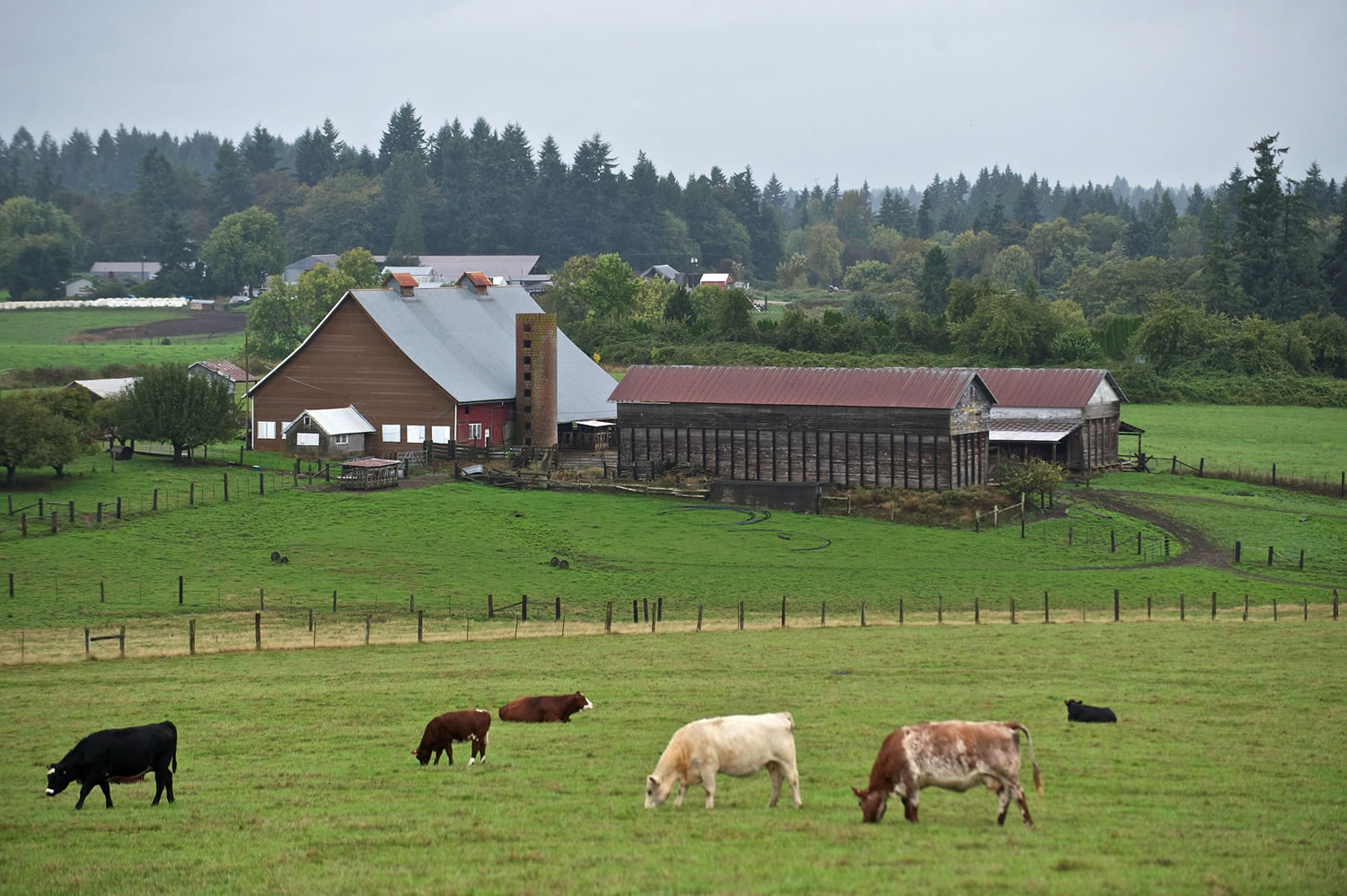 Cattle graze in a field near Northwest Hillhurst Road in Ridgefield.