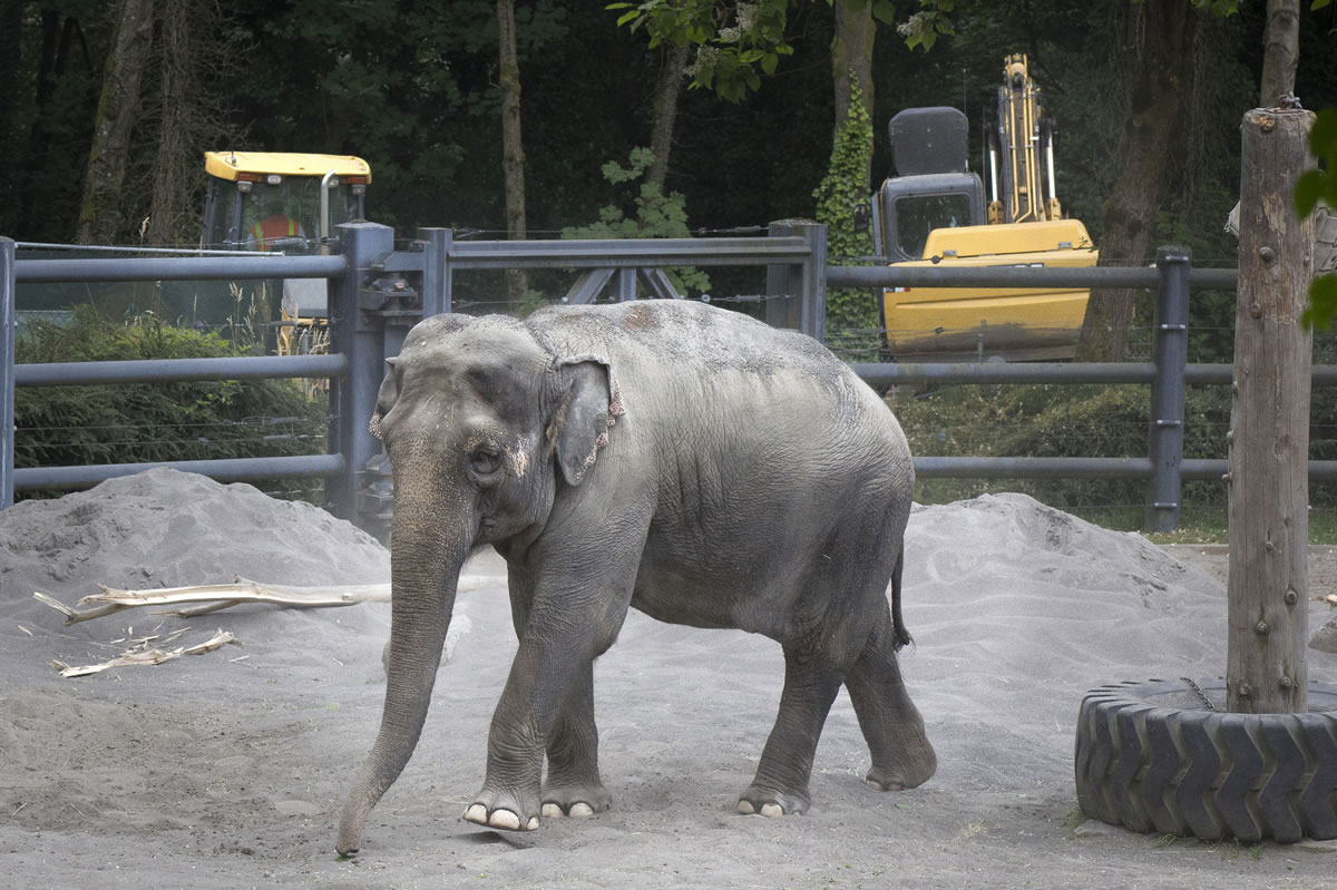 Rose-Tu, a mother elephant, ambles around her enclosure at the Oregon Zoo in July 2013.