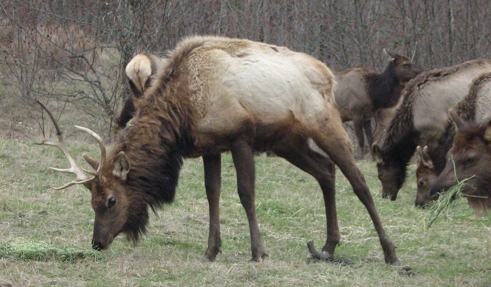 Hoof disease in Southwest Washington elk started in the Cowlitz River valley but has moved into other areas.