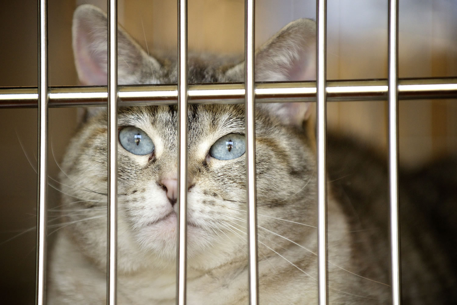 Blue-eyed Lilly has been waiting for a new home since she was left at the Humane Society for Southwest Washington's east Vancouver shelter June 29.
