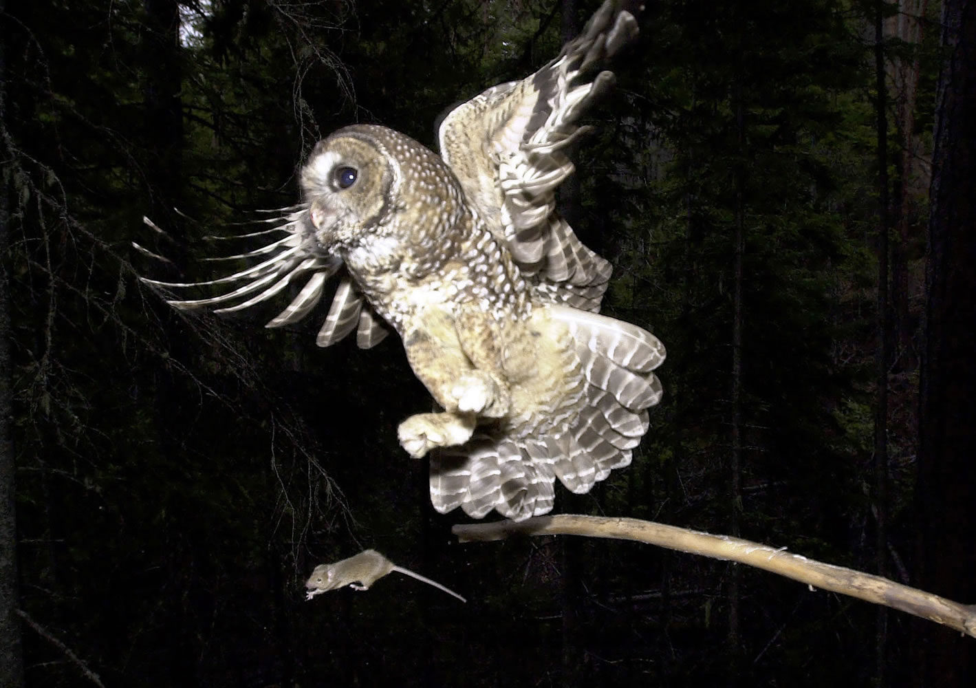 A northern spotted owl, named Obsidian by U.S. Forest Service personnel, flies after an elusive mouse that had been sitting on the end of a stick in the Deschutes National Forest near Camp Sherman, Ore., on May 8, 2003.