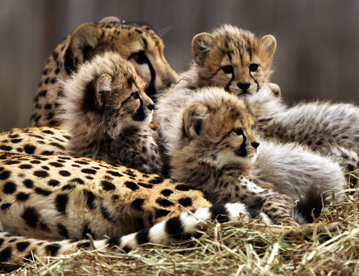 Tumai sits with her 14-week-old cheetah cubs as they are introduced to the outdoors under her watchful eye at the National Zoo in Washington on Feb.