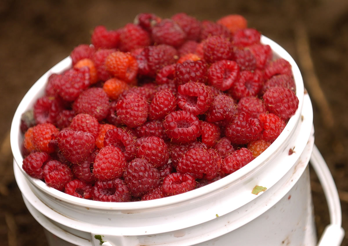 The raspberry harvest in Southwest Washington fell by 16 percent this year, with the most likely reason being farmers turning to more profitable crops.