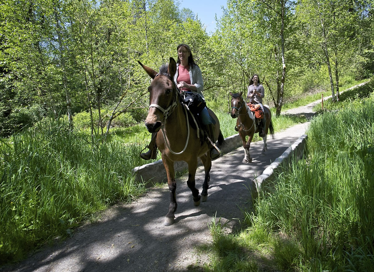 Pattie Wise, foreground, 52, of Woodland, rides her mule Harley with her daughter Annie, 19, following on her horse Scout at Whipple Creek Park on May 1.
