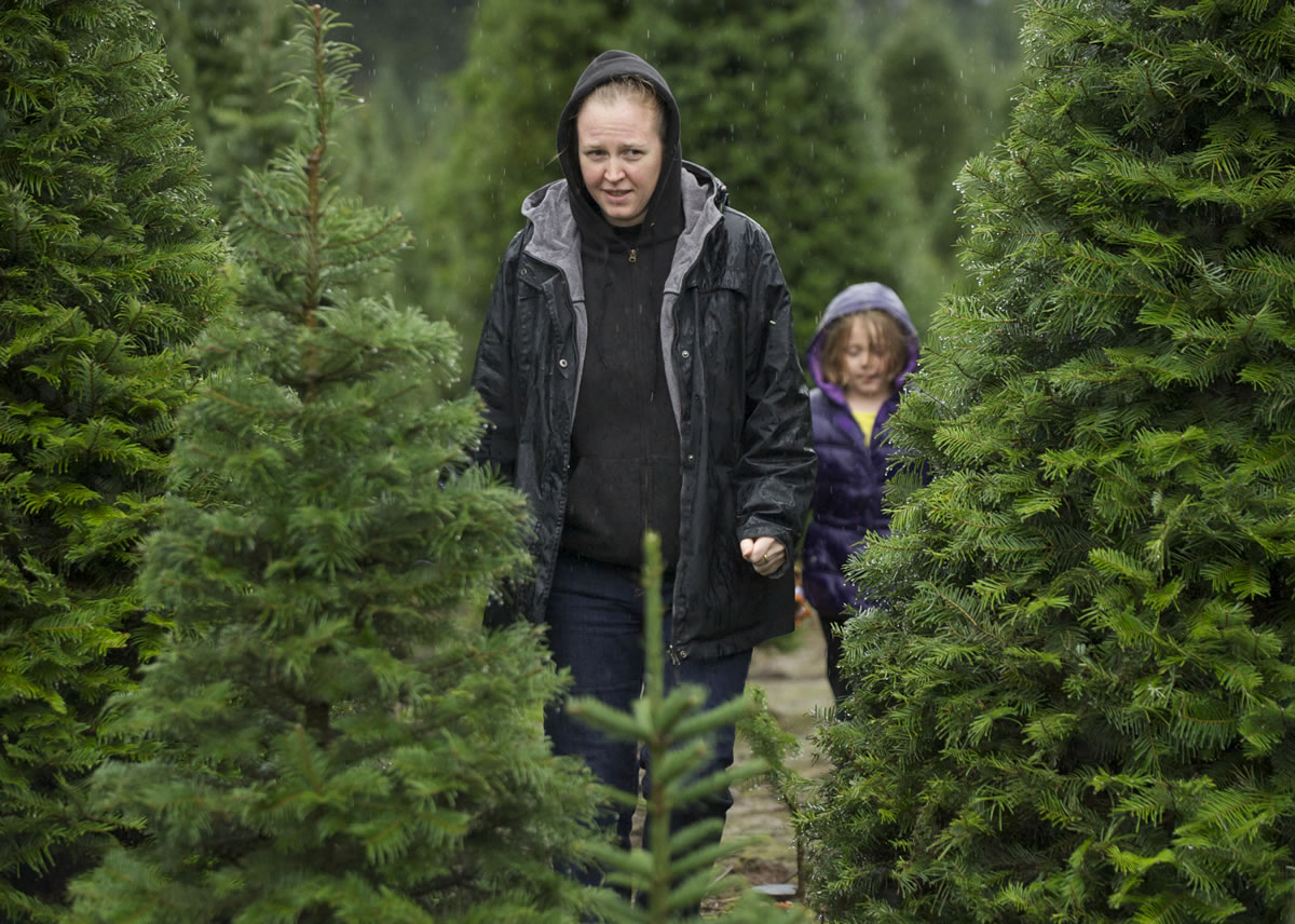 Sara Burrows and daughter Kellie Burrows, 7, hunt for their family's Christmas tree Sunday at The Tree Wisemans farm in Ridgefield.