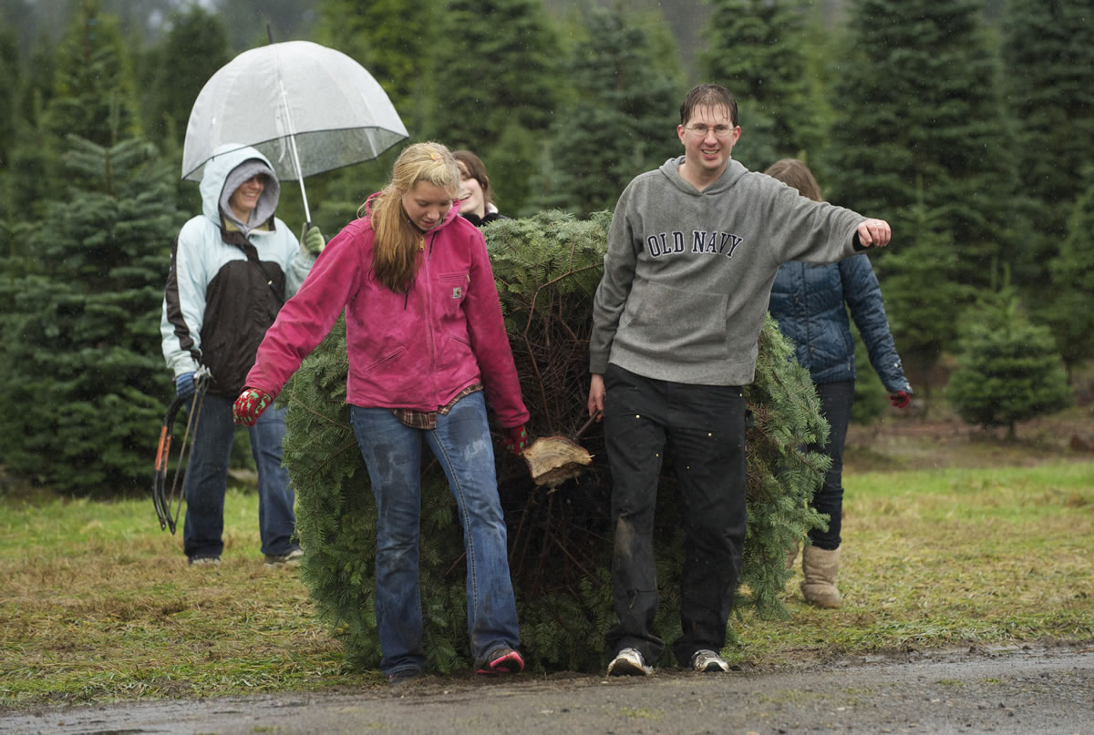 After a 40-minute felling effort, William Nahorn's family brings in their 8-footer at The Tree Wisemans farm in Ridgefield.