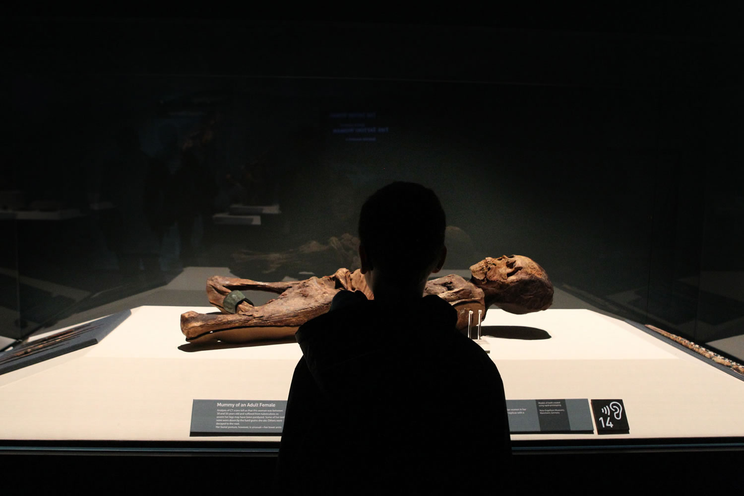 Eli Gomez, 9, views a mummy June 13 at a media preview he attended to write a child's perspective of the &quot;Mummies of the World&quot; exhibition for the Lebanon (Ore.) Express.