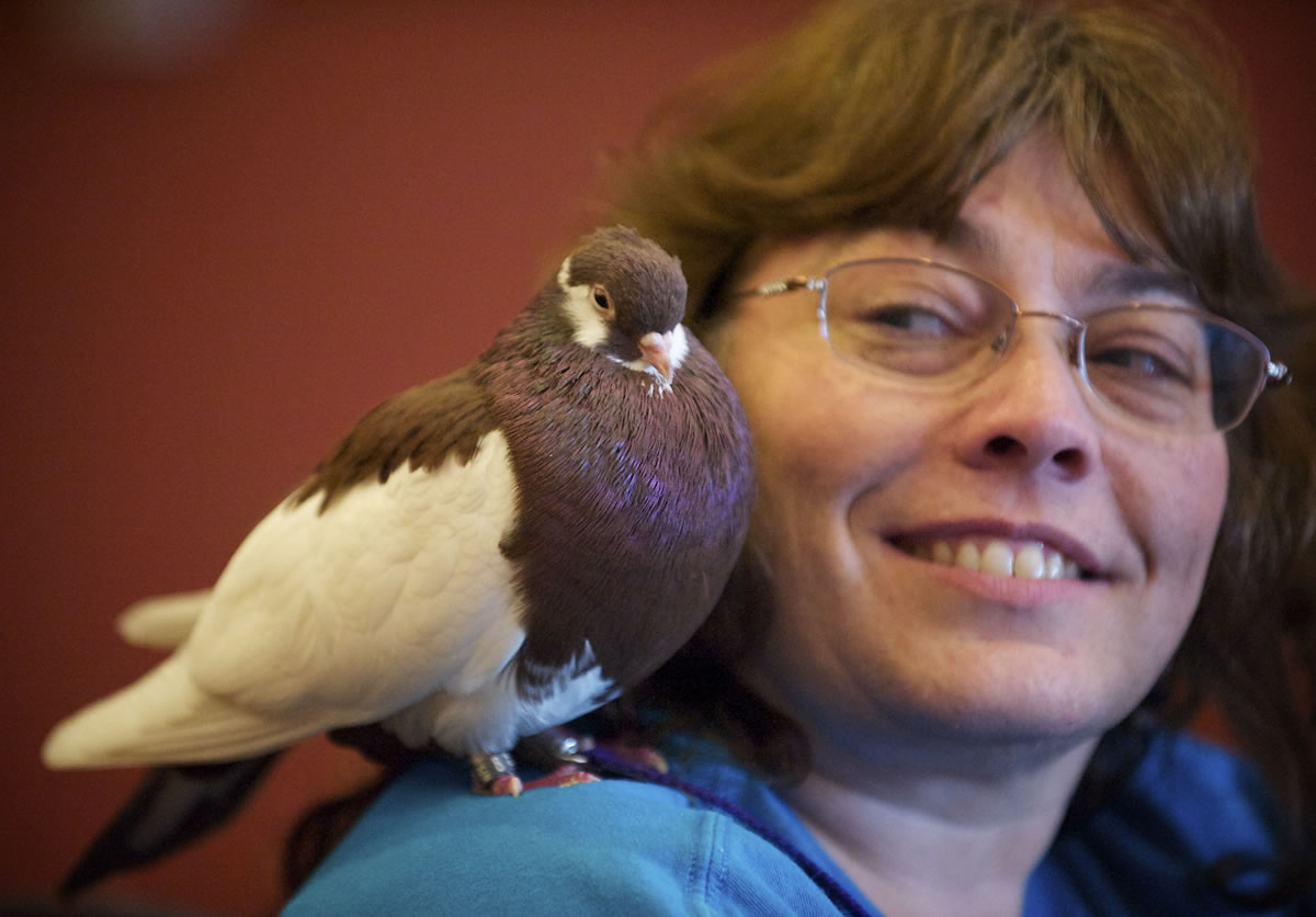 Joy Murphy, of Grants Pass, Ore., looks over at her Russian startail tumbler, &quot;Jasper,&quot; during National Pigeon Association 2013 Grand National Show.