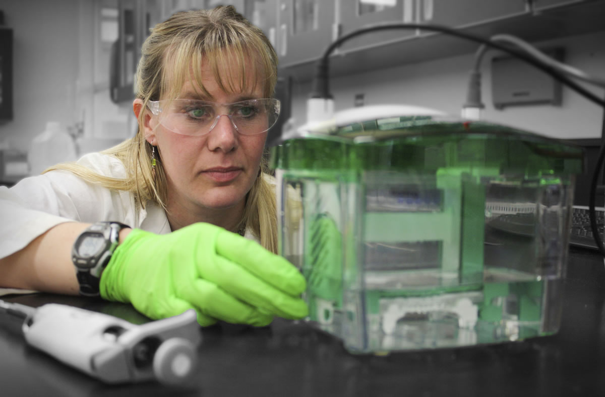 Woodland High School science teacher Jennifer Cullison performs vertical gel electrophoresis on protein samples. One of her students, Virn Warndahl, took the photo and placed fifth nationally in the medical photography category for the Health Occupations Students of America. Cullison was nationally recognized last month as a Claes Nobel Teacher of the Year.