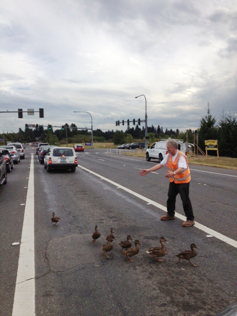 A man, whose name was not available, helps a flock of ducks cross Northeast Andresen Road, near Padden Parkway.