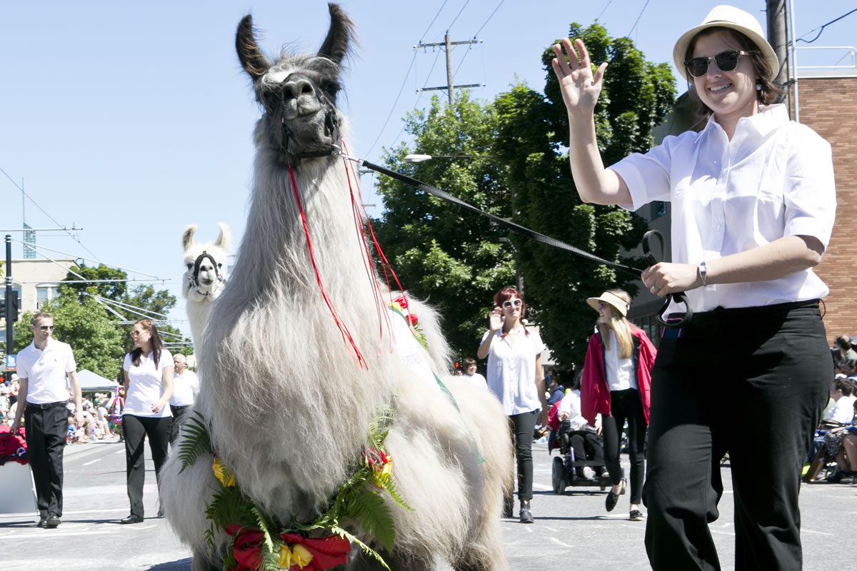 The Llamas of SW Washington, presented by Clark County Fair, walked the Grand Floral Parade in Portland, Ore. Saturday June 8th.