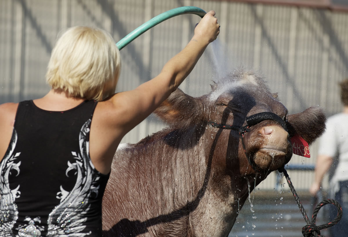 Kim Rusher of Wilsonville, Ore., washes 4R Brittany, reserve champion shorthorn cow, at the Clark County Fair on Sunday.