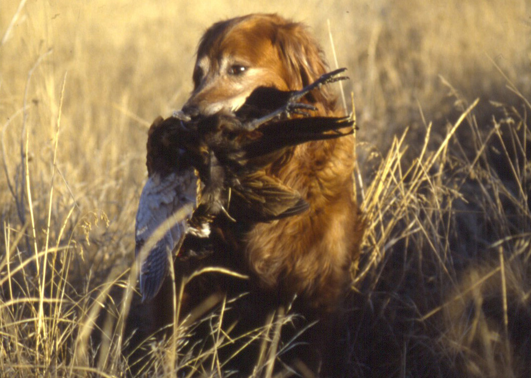 Golden retrievers can double up as both upland bird and waterfowl hunting dogs.