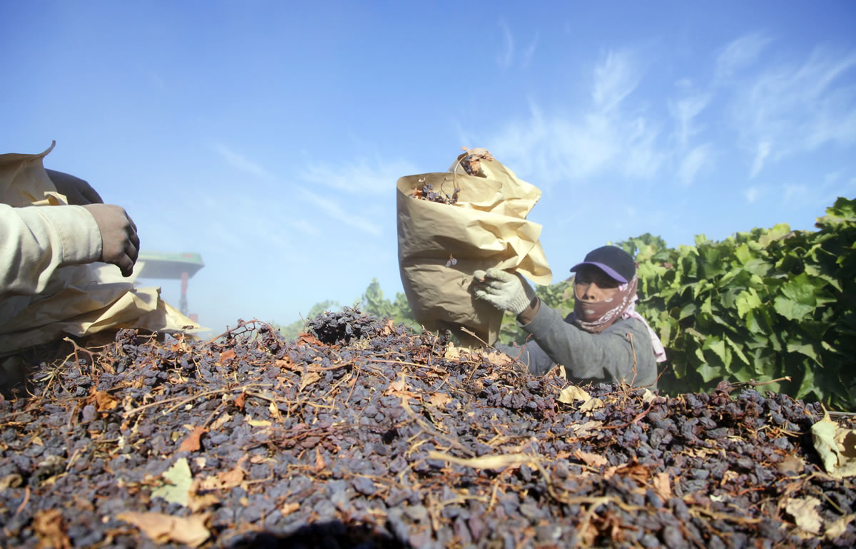 Farmworkers pick paper trays of dried raisins off the ground and heap them onto a trailer in the final step of raisin harvest in Fresno, Calif., on Tuesday.
