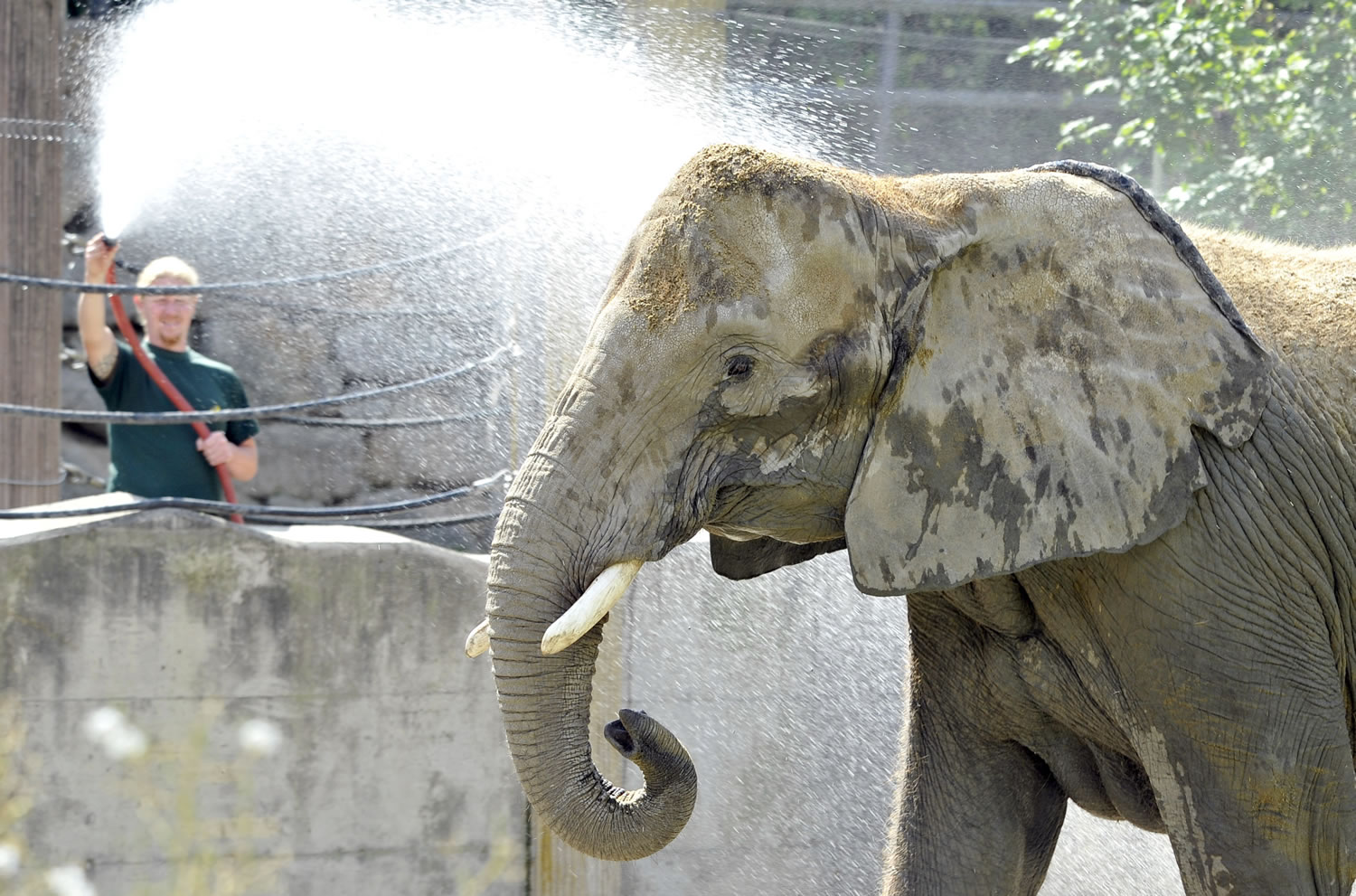 An elephant gets a shower from a keeper on a warm and sunny day at the Schoenbrunn Zoo in Vienna, Austria, on Thursday.