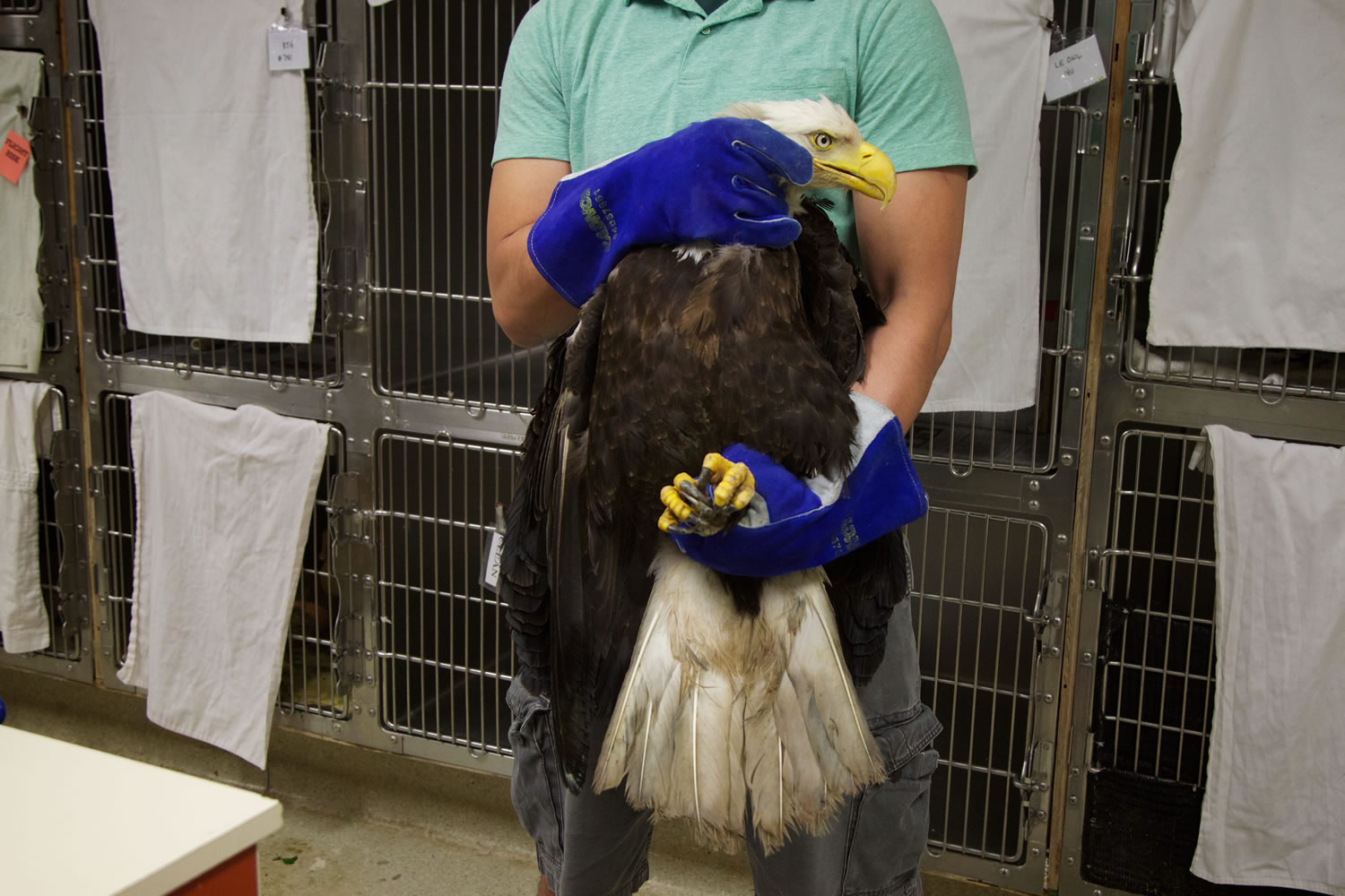 Jesse Serna holds the eagle in May at the care center.