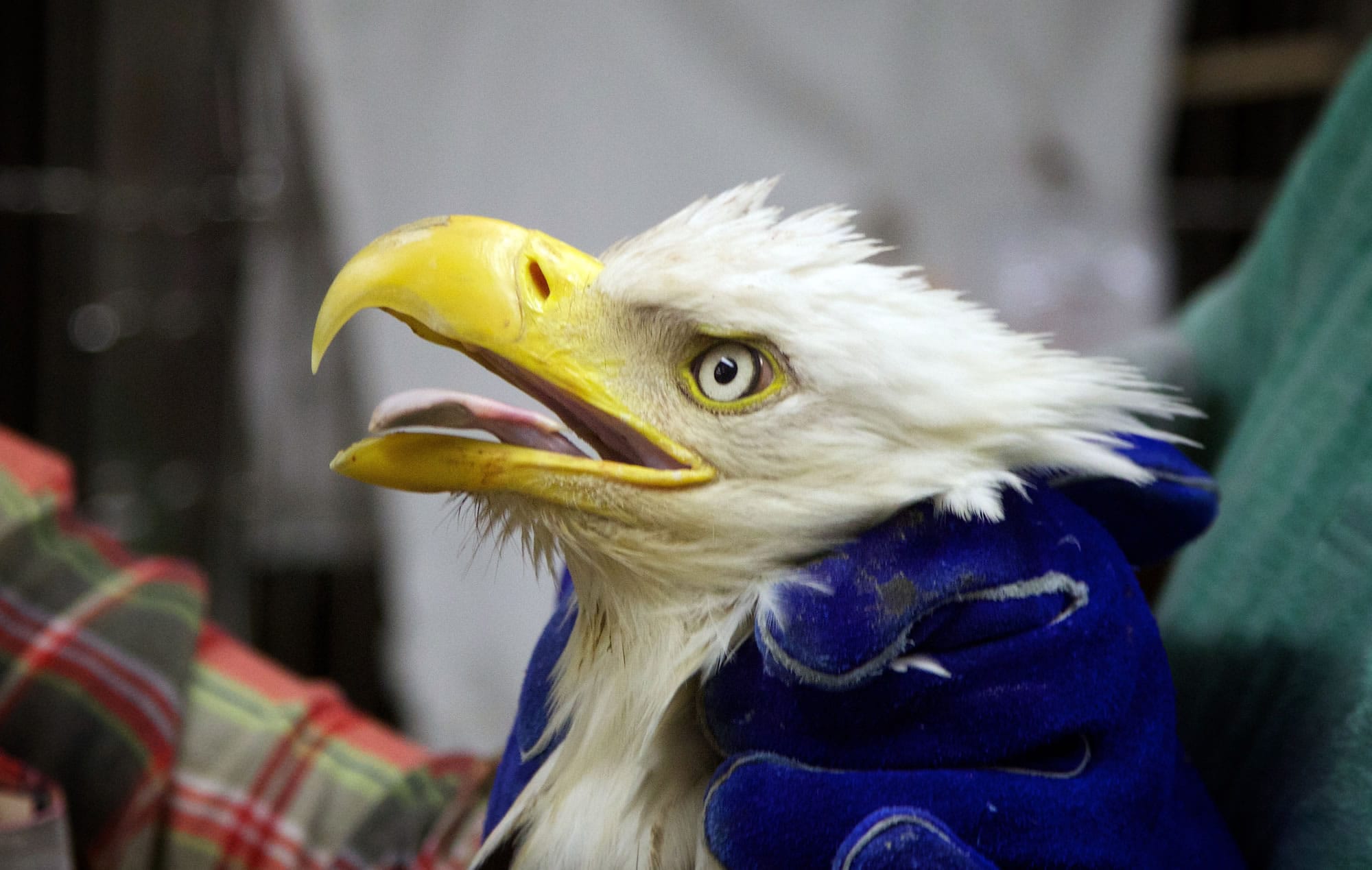 A young male bald eagle, found with lead poisoning near Longview, is treated May 31 at the Audubon Society of Portland's Wildlife Care Center.