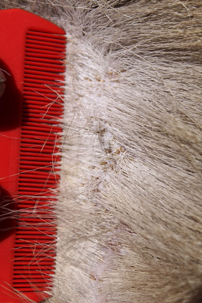 Researchers comb through the fur of a captured fawn and find a louse infestation in Stanislaus National Forest, Calif.