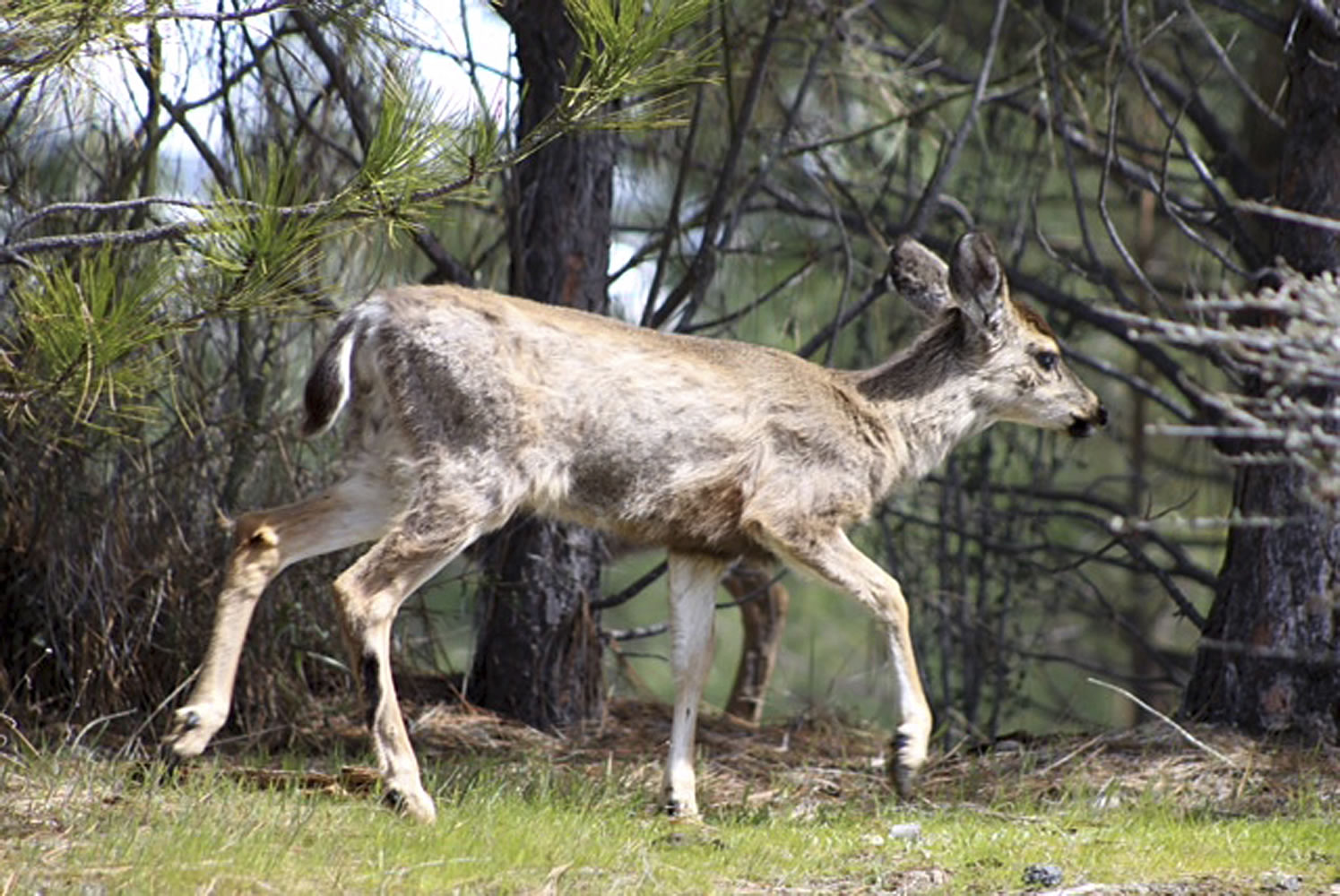 California wildlife officials say an invasion of aggressive lice is causing deer across the state to go bald.