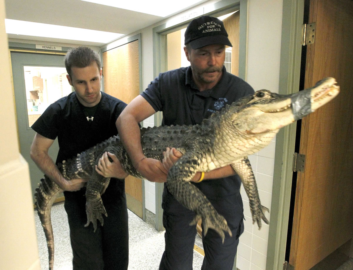 Brandon Woods, left, an assistant veterinary technician, and Tim Harrison, director of Outreach for Animals, carry an alligator to an exam room at the humane society on Monday in Dayton, Ohio.