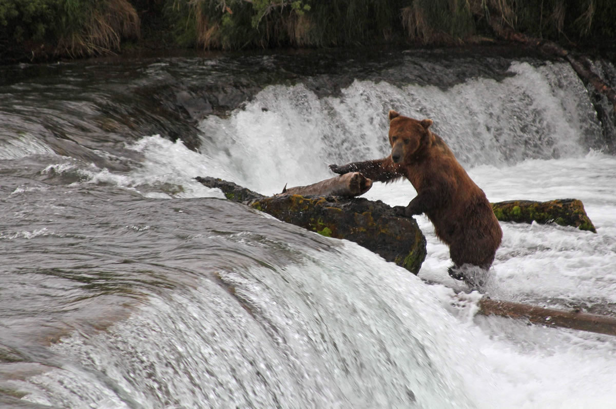 A brown bear slimbs on top of Brooks Falls for a better angle at salmon swimming upstream in Katmai National Park and Preserve, Alaska.