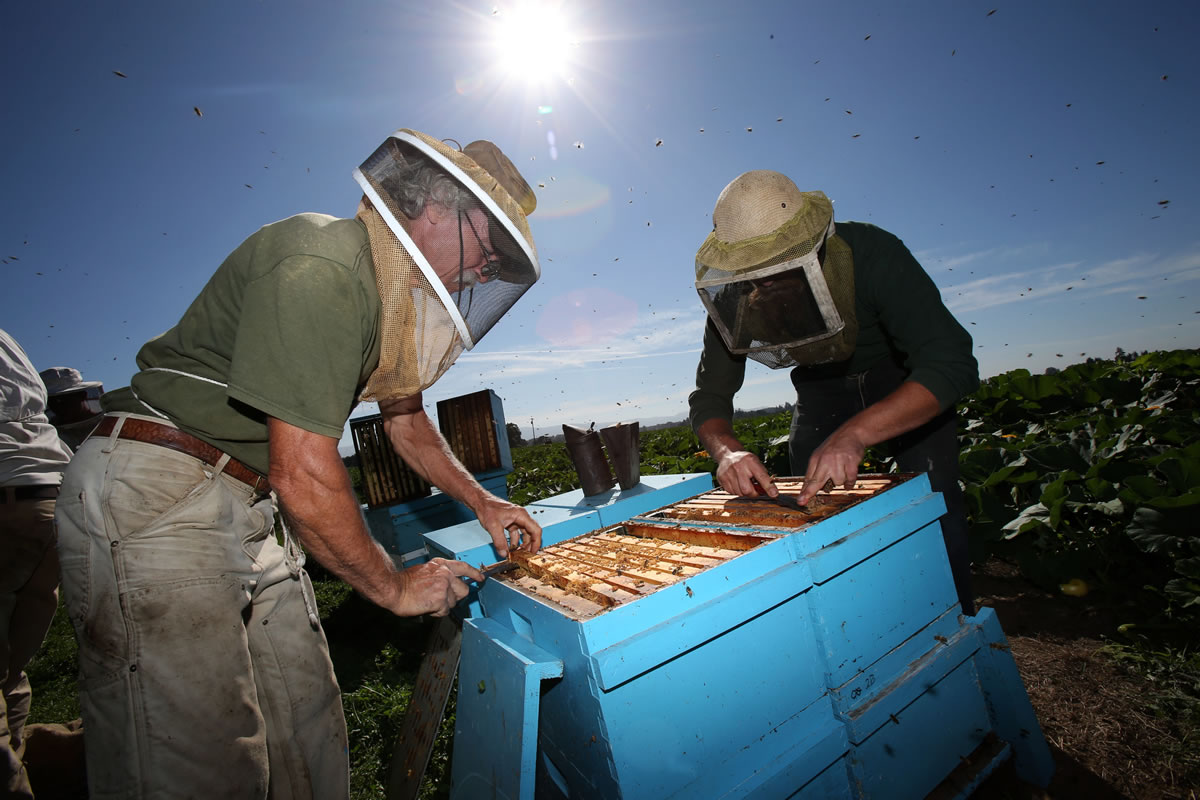 Craig Thomas, left, and Matthew Burris, of Honey Tree Apiaries, open a hive to check on honeybees in a field east of Junction City, Ore., on Aug. 20. A coalition of beekeepers and farming advocates sued the federal Environmental Protection Agency, accusing the agency of inadequate testing of neonicotinoids. That case is pending.