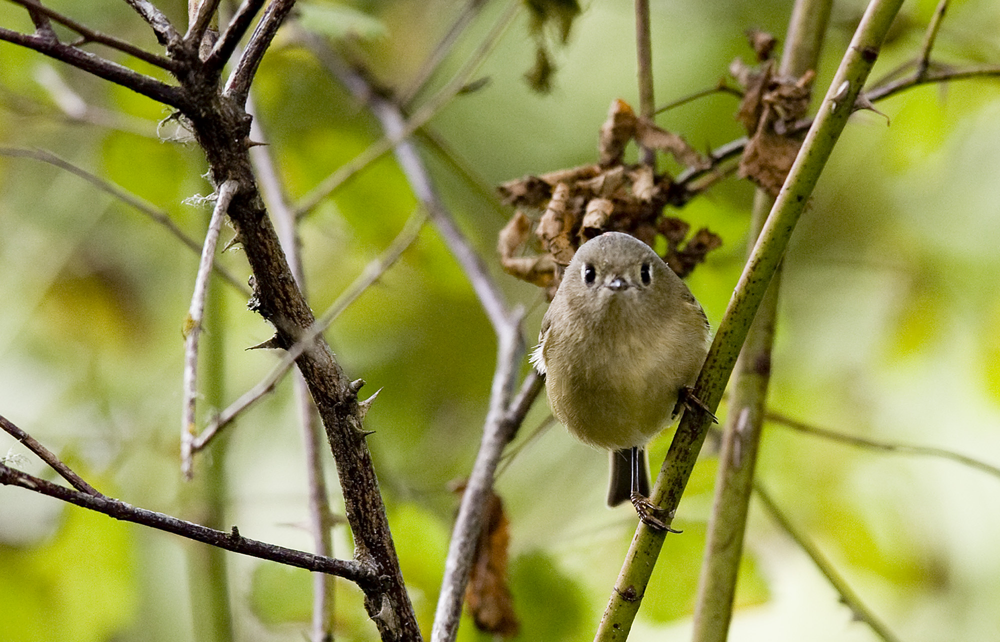 A ruby-crowned kinglet peeks through the bushes at the Ridgefield National Wildlife Refuge.
