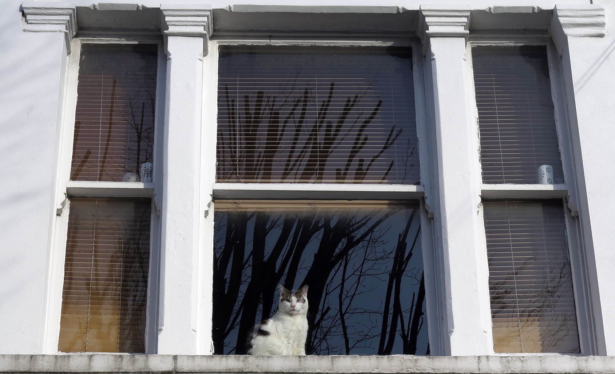 A cat looks through a window in a house in London.
