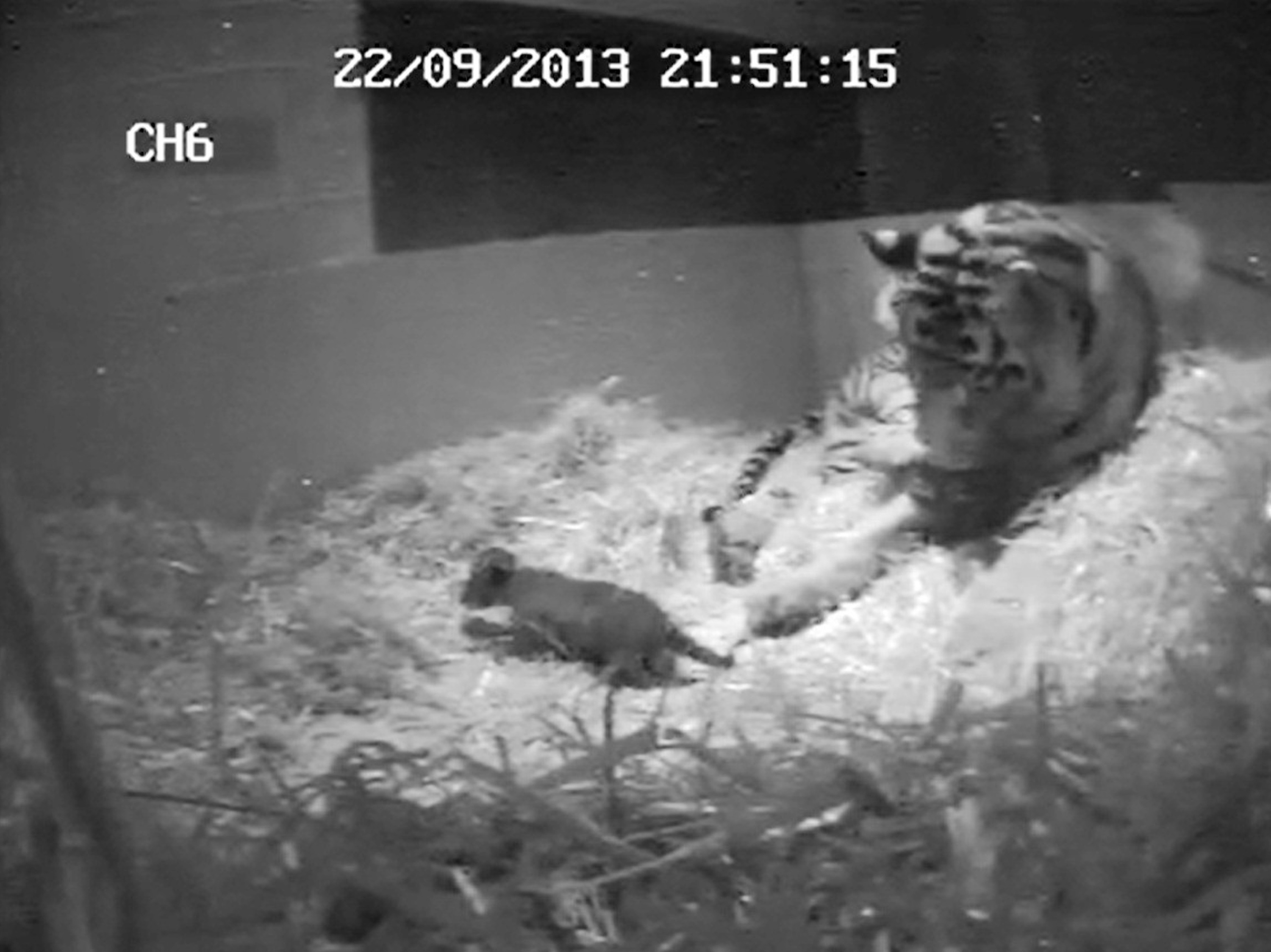In this image from video taken Sept. 22 and made available by London Zoo on Tuesday, the first tiger cub for 17 years to be born at the zoo.