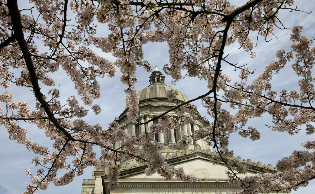 The Legislative Building at the Capitol in Olympia is shown through cherry blossoms on April 10, 2012.
