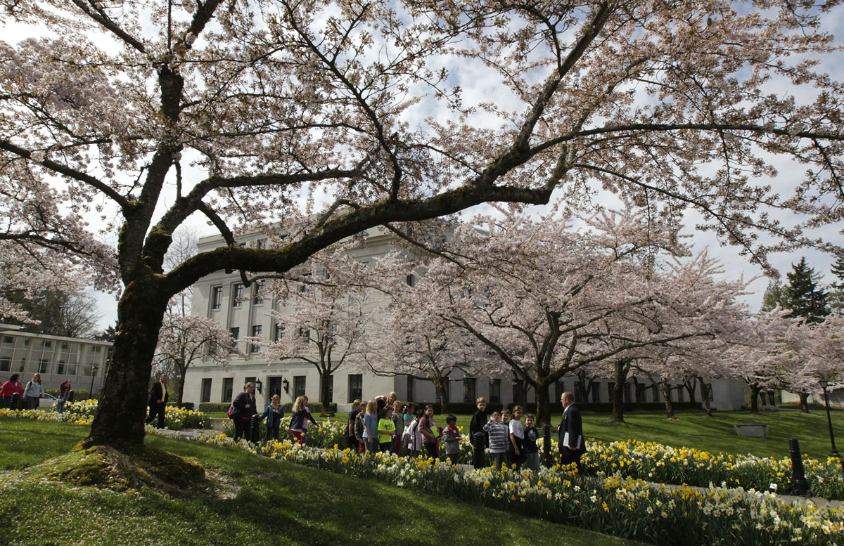 A school group walks under  blooming cherry trees near the Legislative Building at the Capitol in Olympia on Tuesday, April 10, 2012.