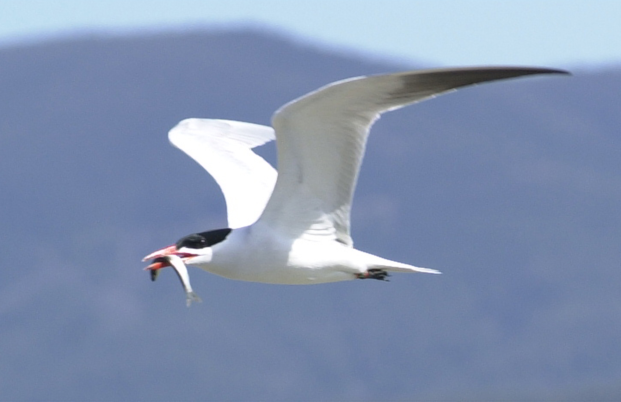 The West Coast's largest colony of Caspian terns nests at the mouth of the Columbia River.