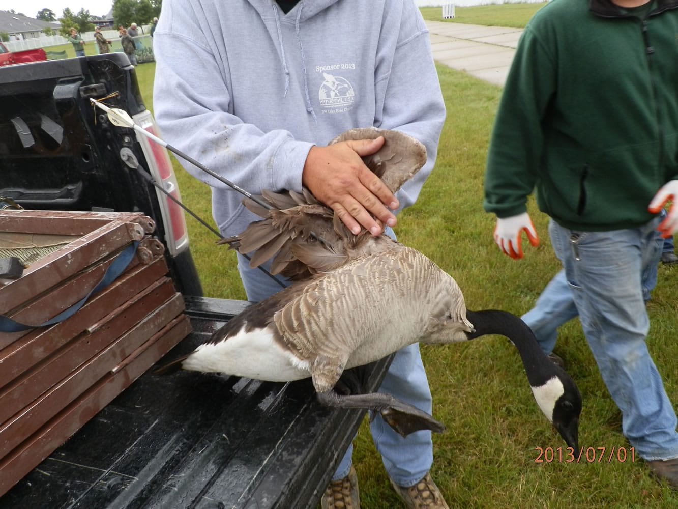 This 2013 photo provided by the Michigan Department of Natural Resources via The Bay City Times shows a Canada goose that was first spotted in April 2013 with an arrow protruding from its breast.  Wildlife officials have removed an arrow from a Canada goose more than two months after the injured bird was spotted in Bay City.