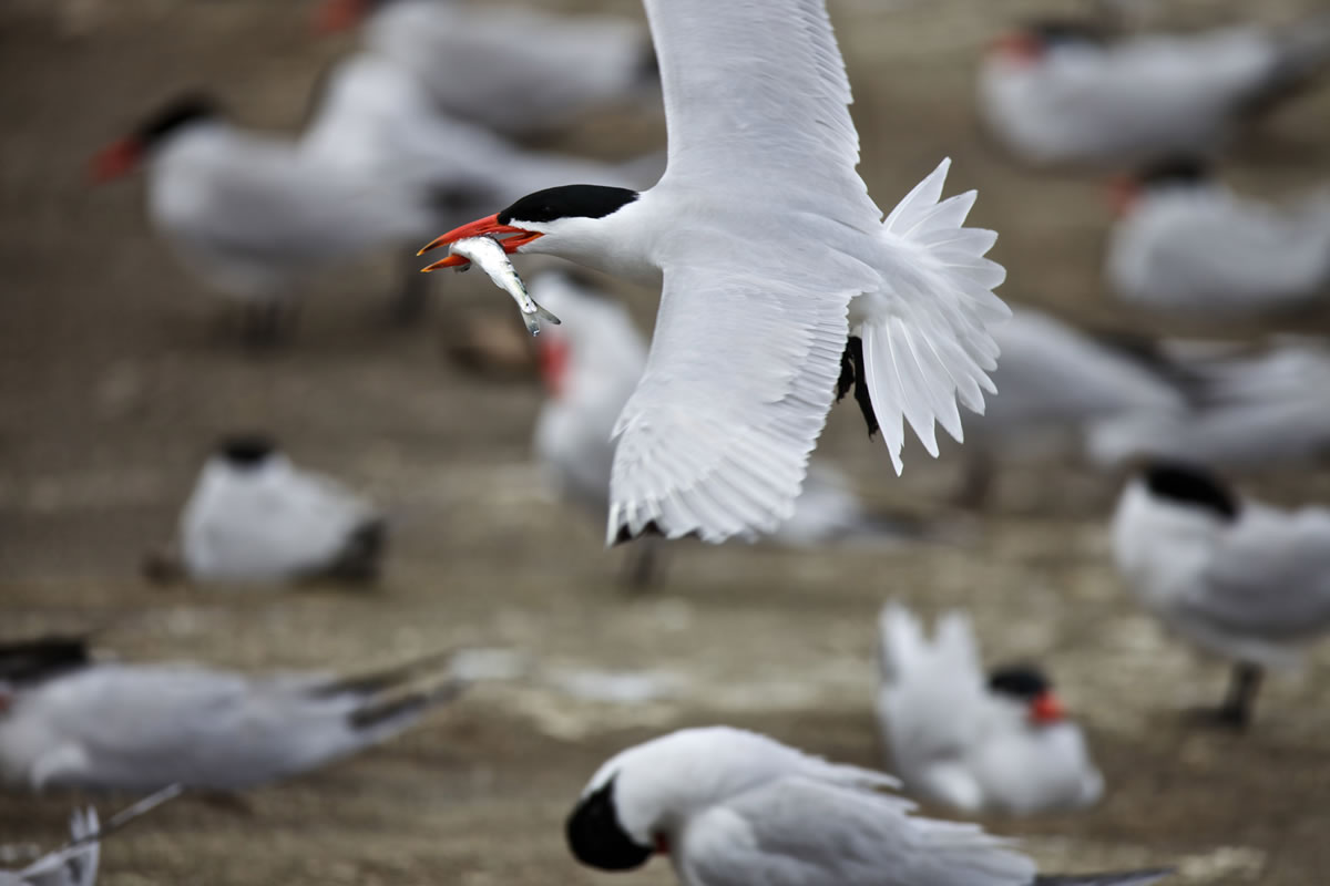 A Caspian tern carries its prey, a young salmon, on East Sand Island near the mouth of the Columbia River in May 2011.  The U.S.