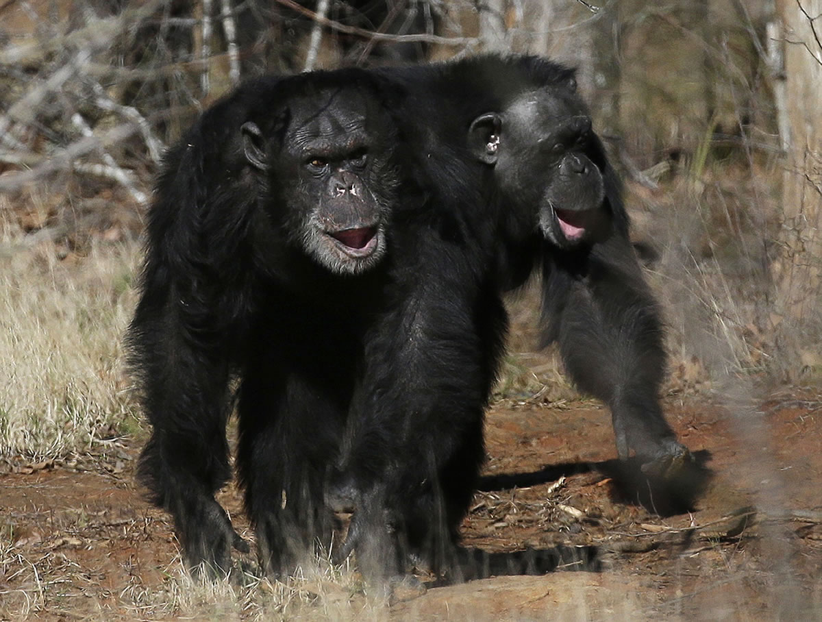 Two chimps walk together Feb. 19 at Chimp Haven in Keithville, La. The government is about to retire most of the chimpanzees who've spent their lives in U.S.