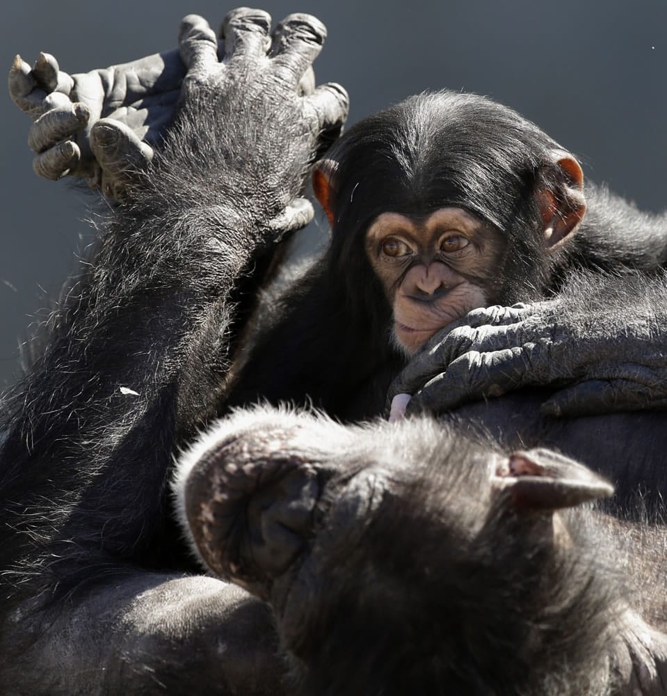 A mother chimp relaxes with her baby at Chimp Haven in Keithville, La.