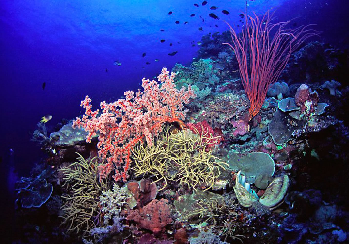 KEOKI STENDER/Marinelifephotography.com
The author of study on climate change says coral species, such as these soft corals in Indonesia, will be the first to be stuck in a new climate and are most vulnerable to change.