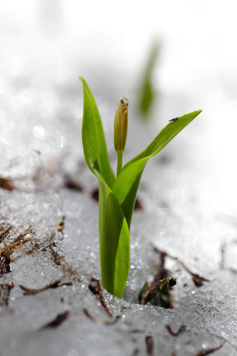 An Avalanche Lily pushes through the snow in Ellensburg.