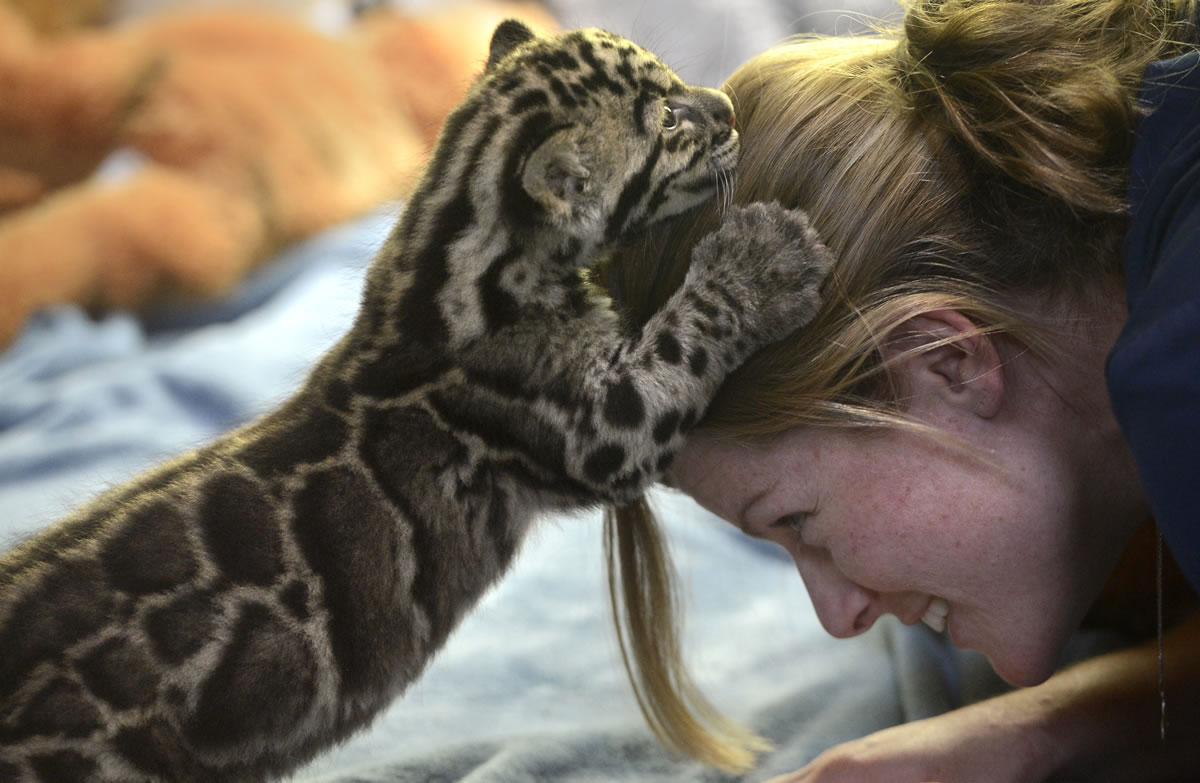 Point Defiance Zoo and Aquarium staff biologist Kadie Burrone offers her head as a climbing toy for an endangered clouded leopard cub Tien during his afternoon feeding time in Tacoma on Monday.