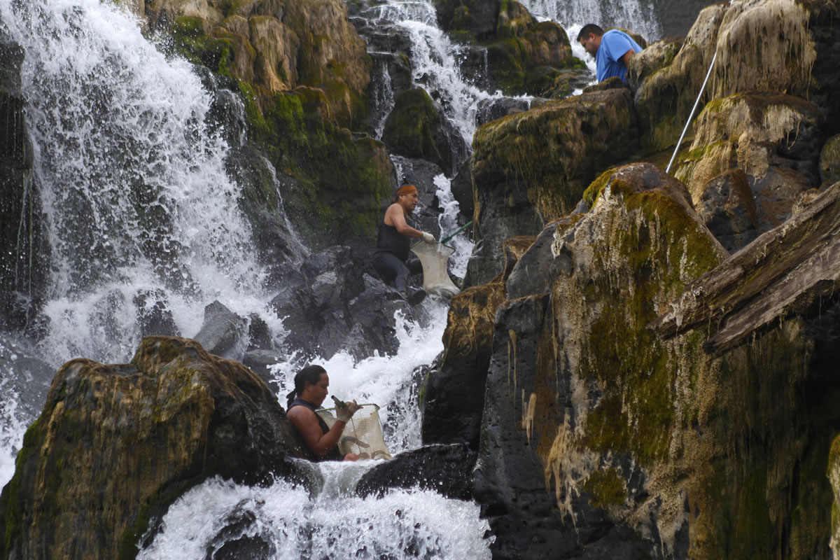 Steven Begay sits between rocks at Willamette Falls and fills a net with lamprey as he and other fishermen continue an ancient tradition July 11.